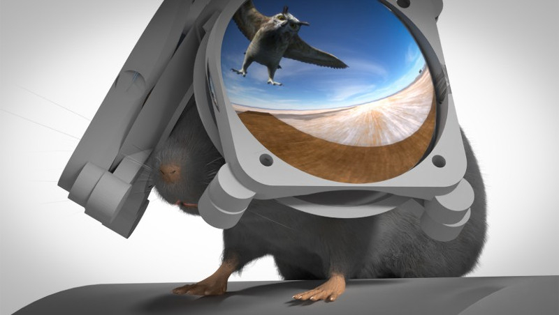 Учени създадоха VR-очила за мишки